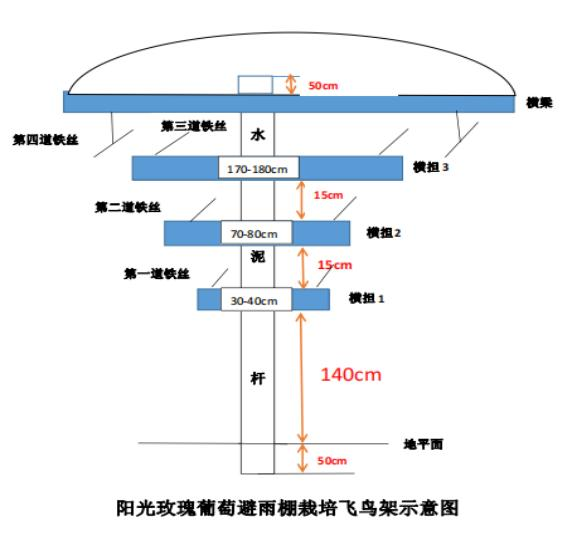 雪葡萄树的种植方法