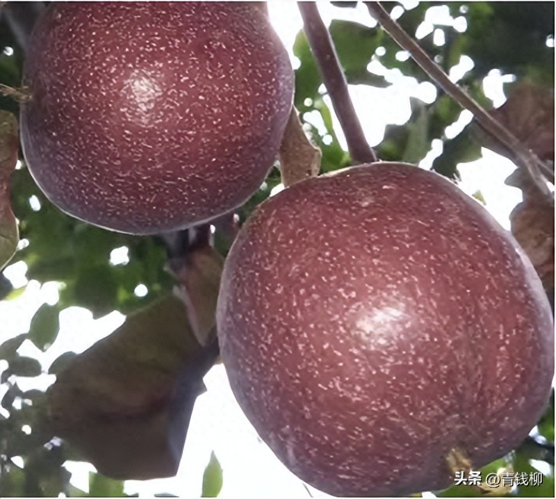 文玩核桃树苗种植方法