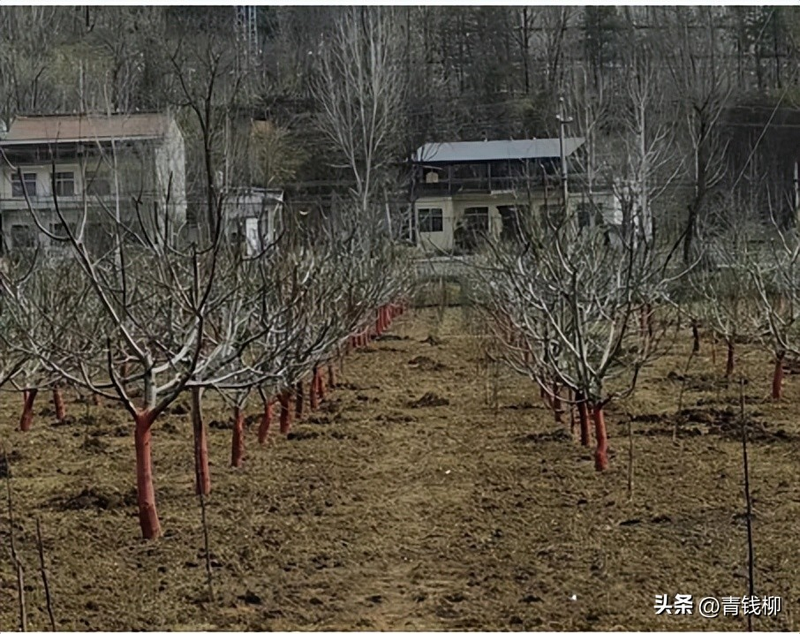 文玩核桃树苗种植方法