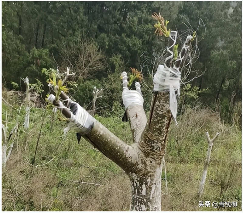 文玩核桃树苗种植方法