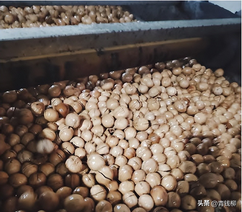 文玩核桃树苗种植方法