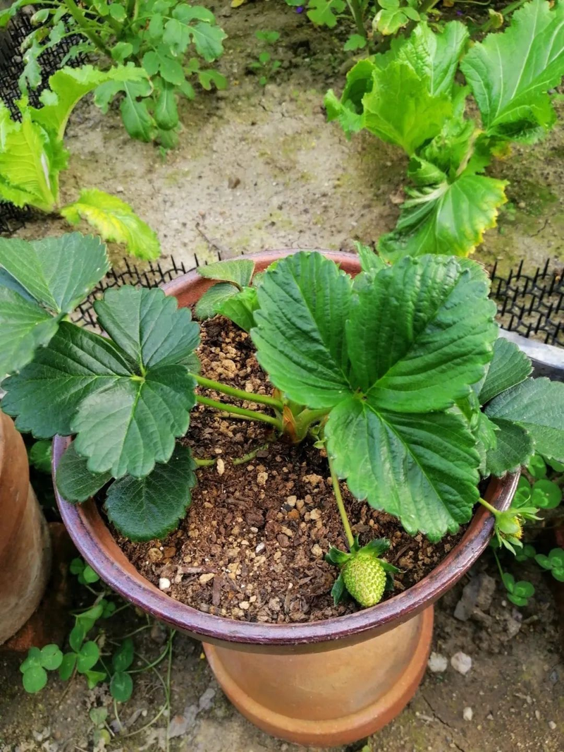 草莓种植方法盆栽