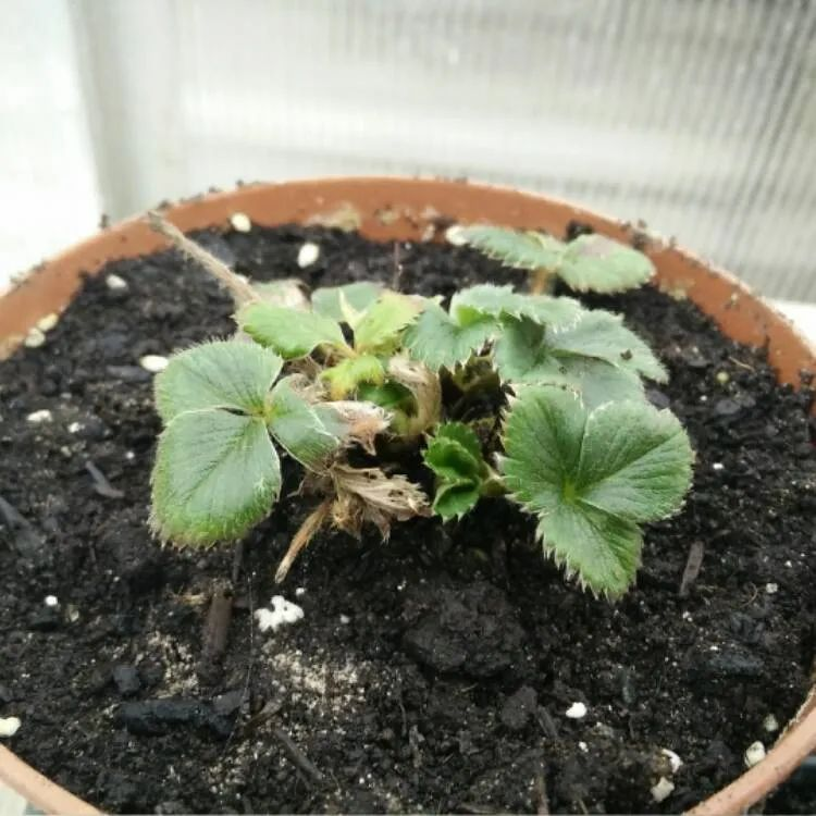 草莓种植方法盆栽