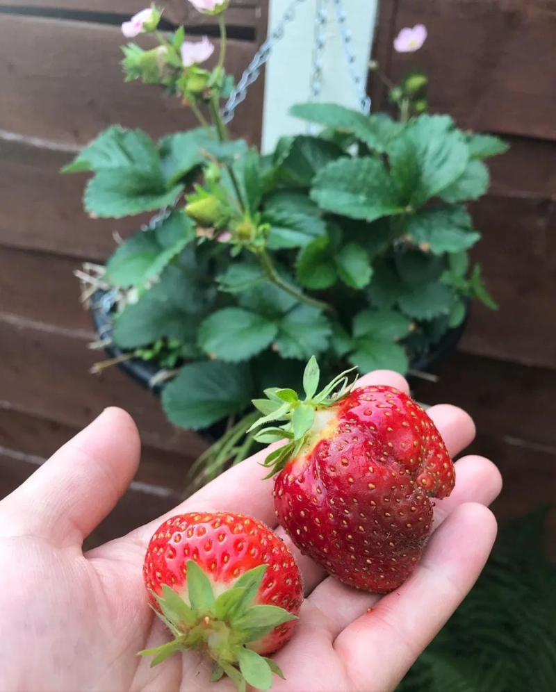 草莓种植方法盆栽