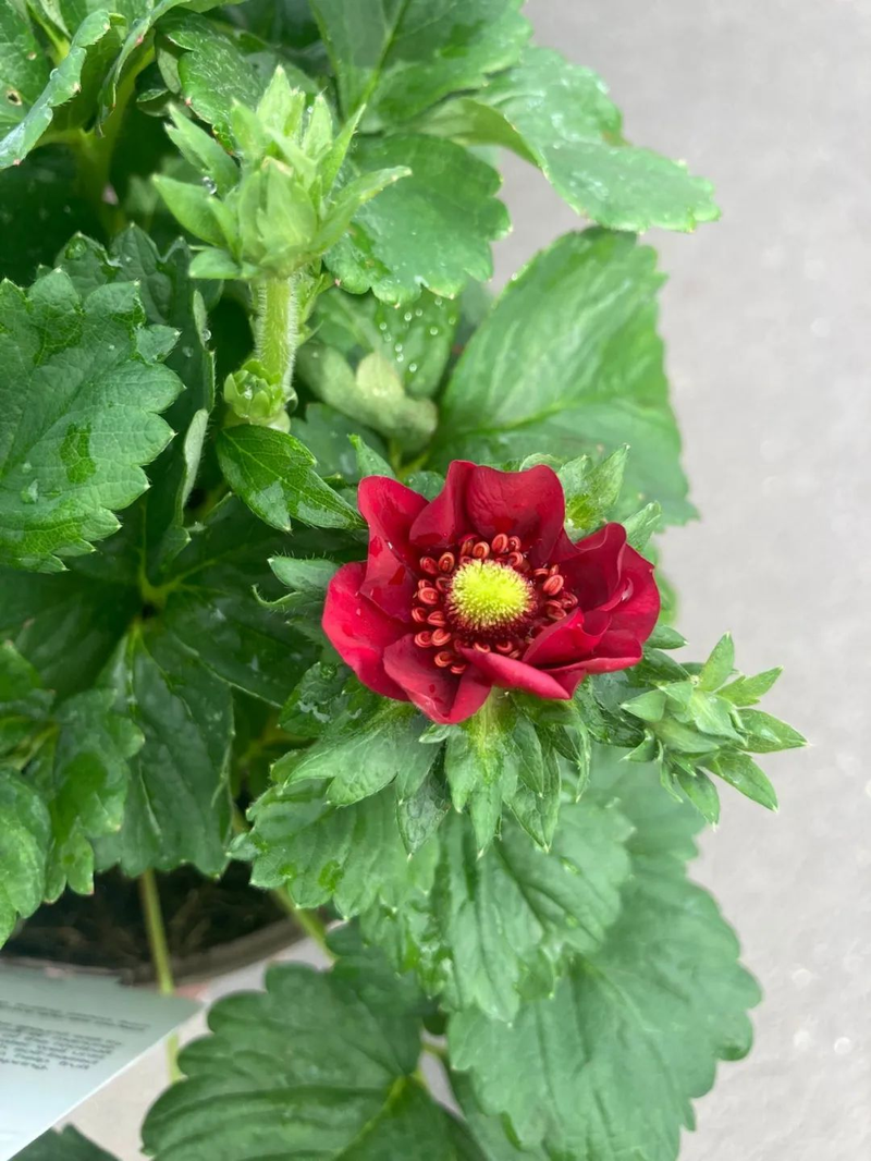 草莓种植方法盆栽