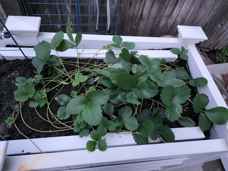 草莓种植方法盆栽