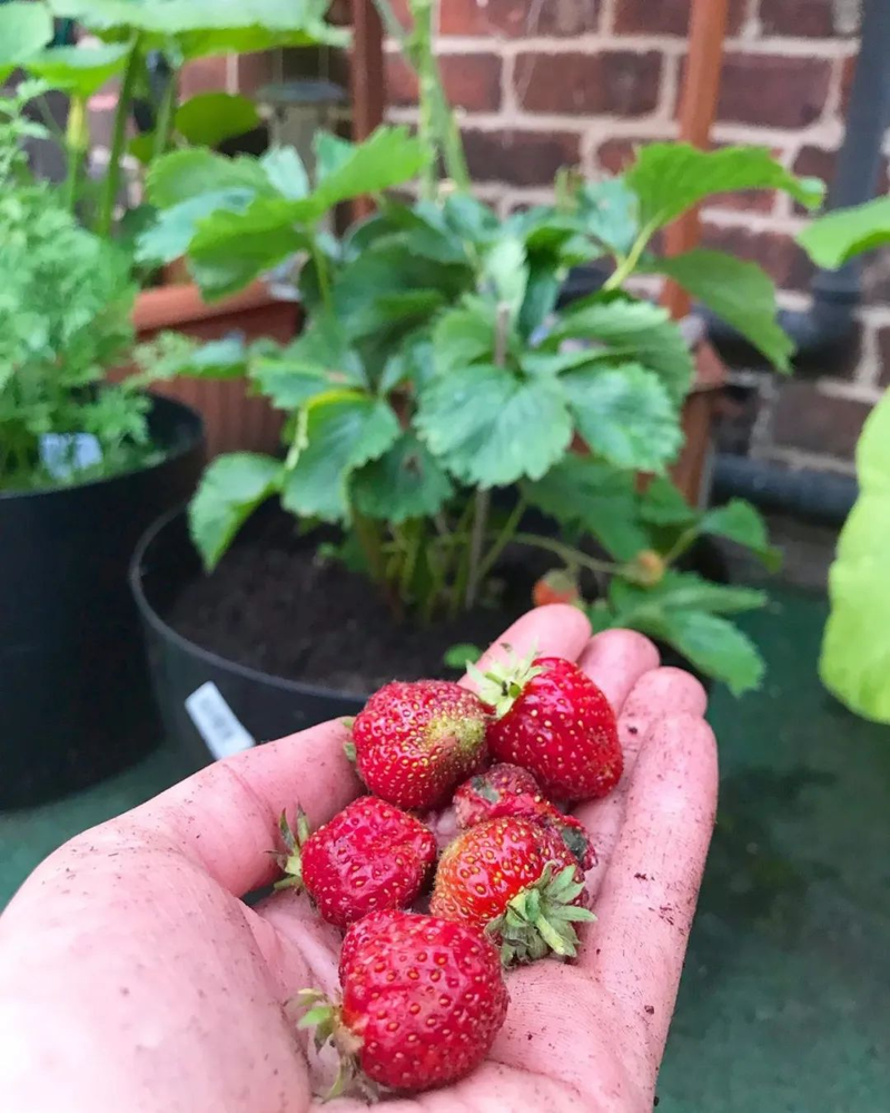 草莓种植方法盆栽