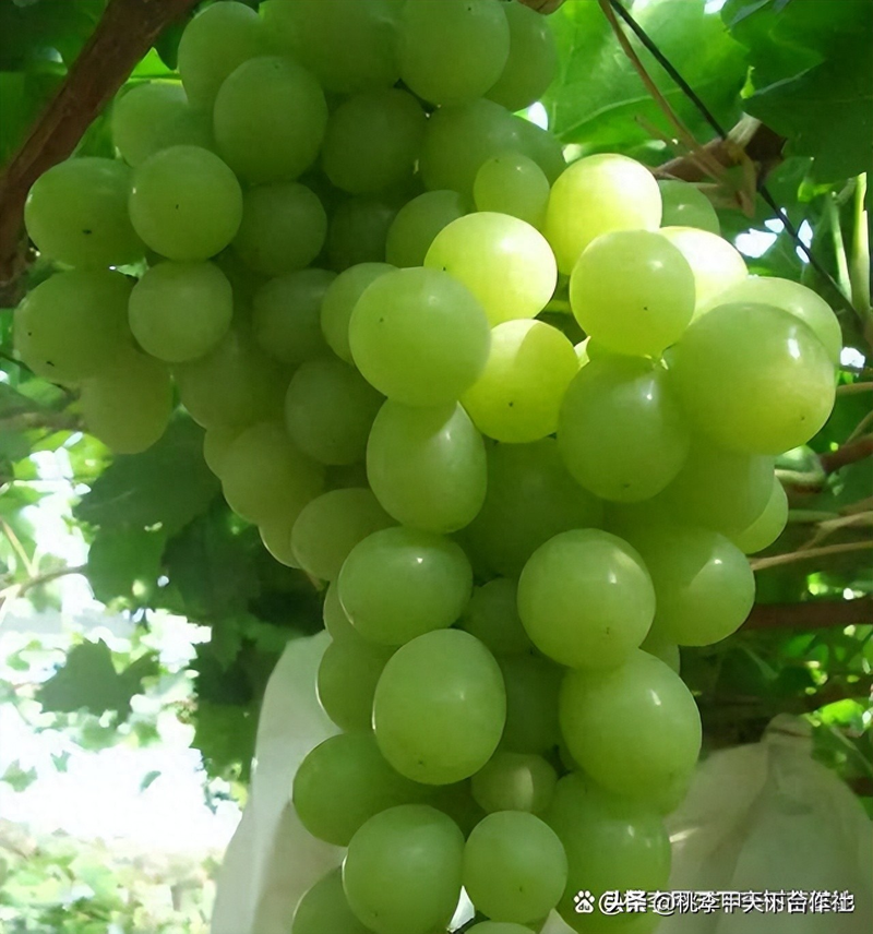 雪葡萄树的种植方法
