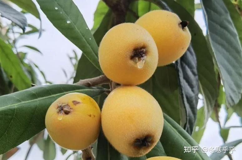 水果种子小盆栽种植方法