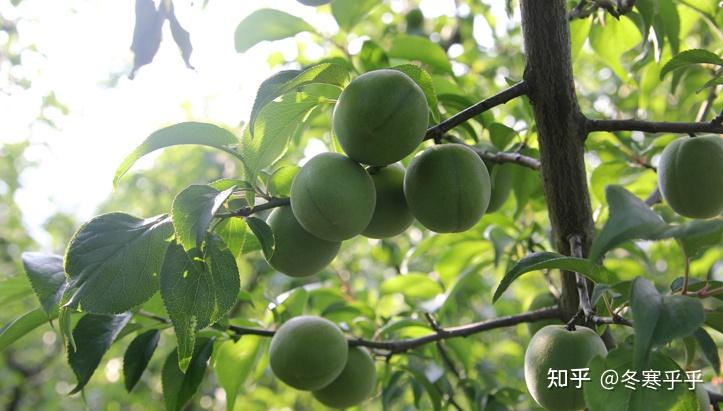 水果种子小盆栽种植方法