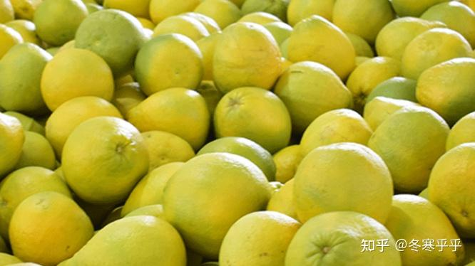 水果种子小盆栽种植方法