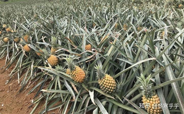 水果种子小盆栽种植方法