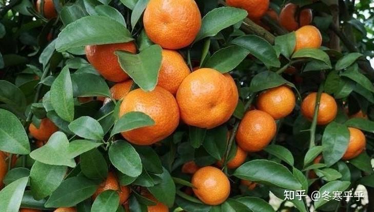 水果种子小盆栽种植方法