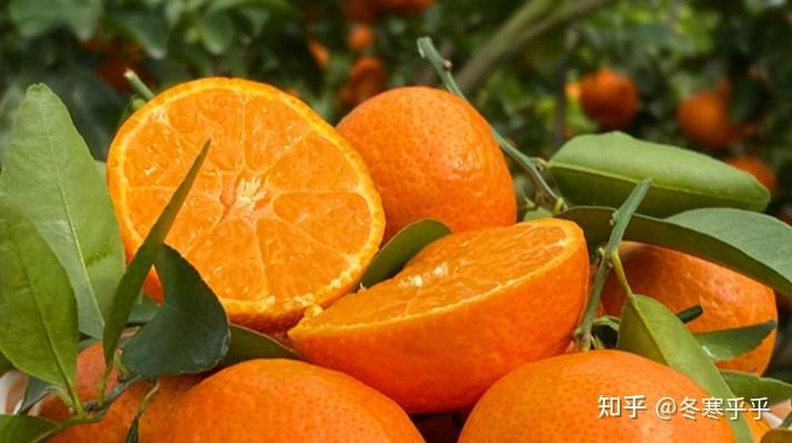 水果种子小盆栽种植方法