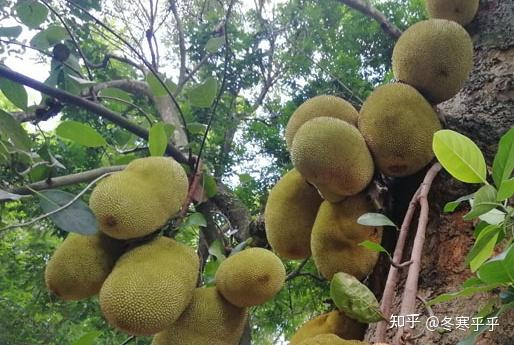 水果种子小盆栽种植方法