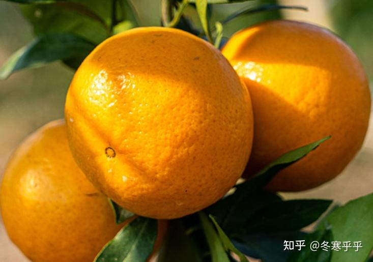 水果种子小盆栽种植方法