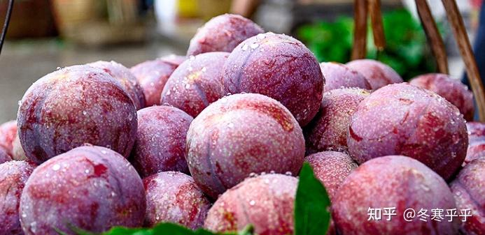 水果种子小盆栽种植方法