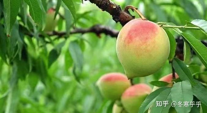 水果种子小盆栽种植方法