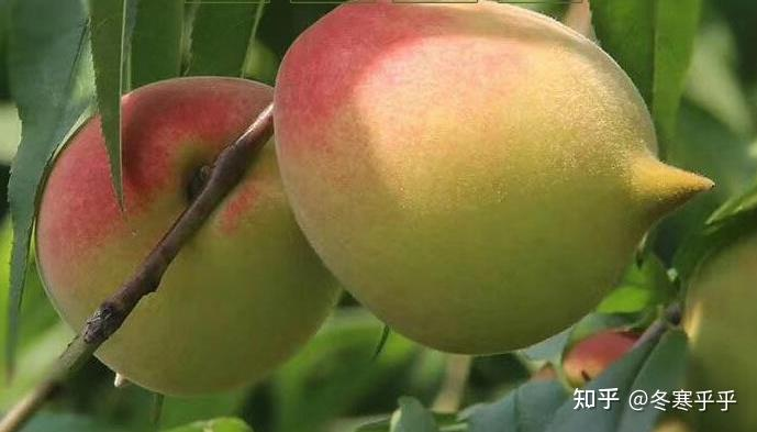 水果种子小盆栽种植方法