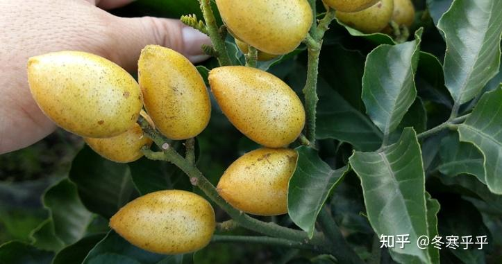 水果种子小盆栽种植方法