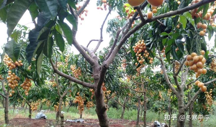 水果种子小盆栽种植方法