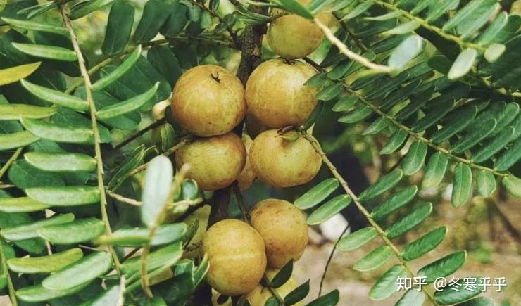 水果种子小盆栽种植方法