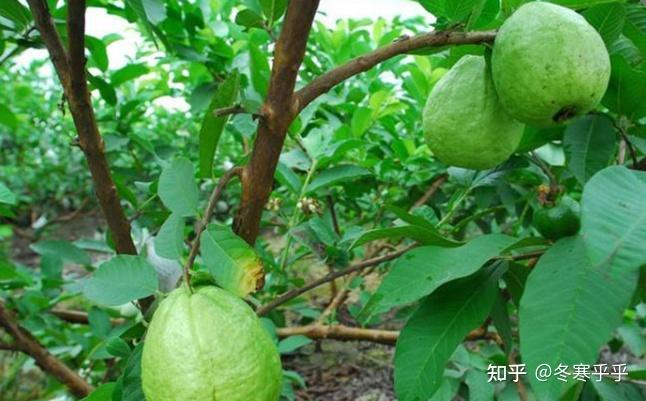 水果种子小盆栽种植方法