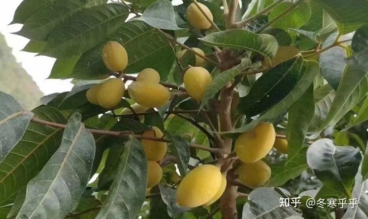 水果种子小盆栽种植方法