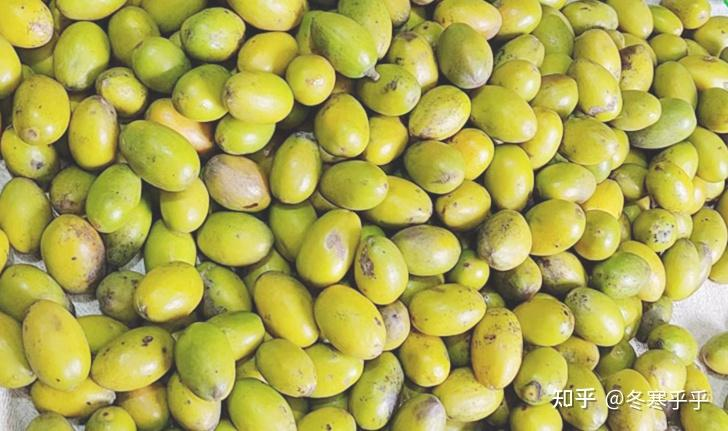 水果种子小盆栽种植方法