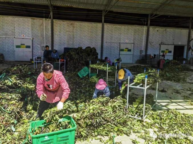 有机蔬菜种植技术