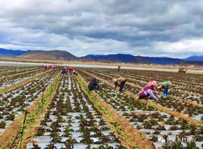 有机蔬菜种植技术