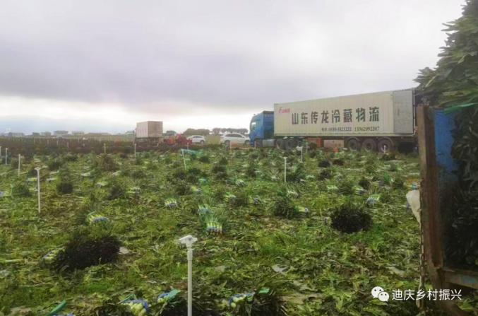 有机蔬菜种植技术