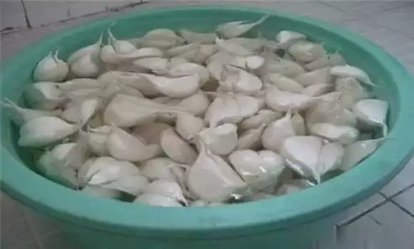 大蒜种植时间和方法