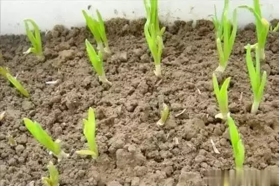 大蒜种植时间和方法