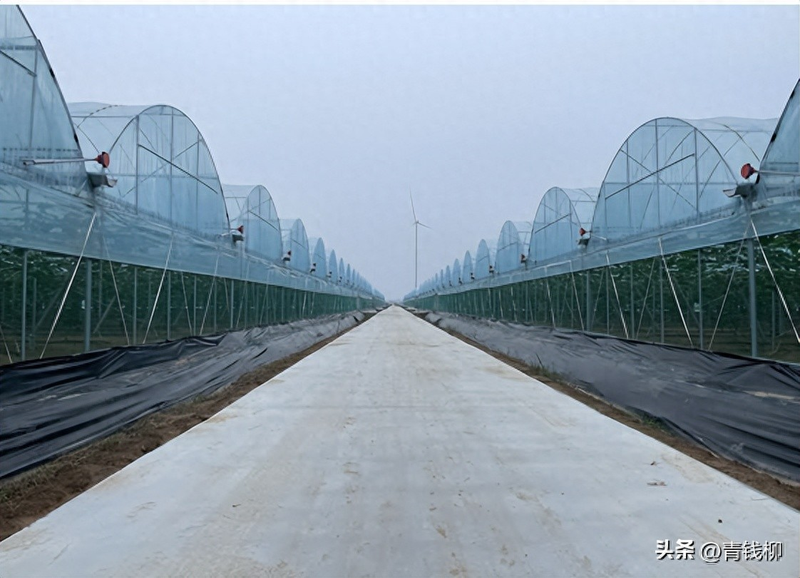 雪葡萄树的种植方法