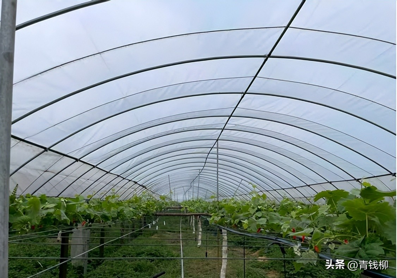 雪葡萄树的种植方法
