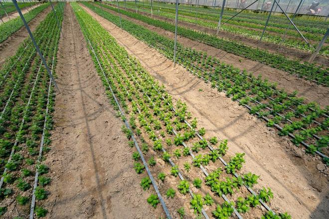 大蒜种植技术视频