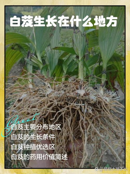 白芨种植技术和栽培