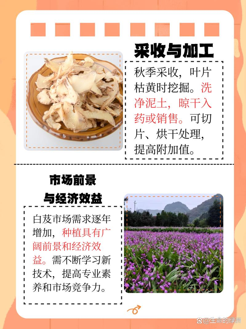 白芨种植技术和栽培