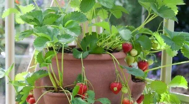 草莓种植方法盆栽