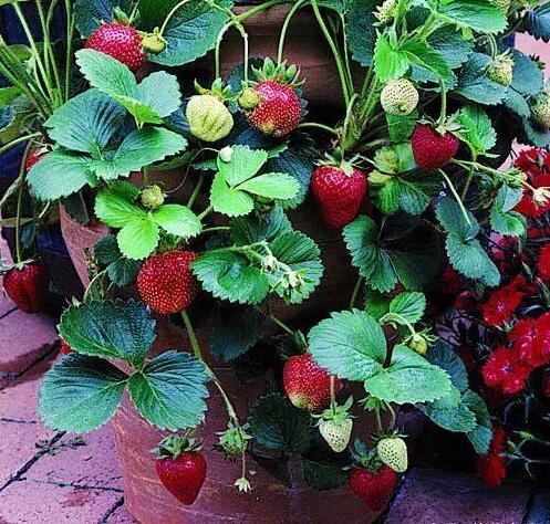 草莓种植方法盆栽