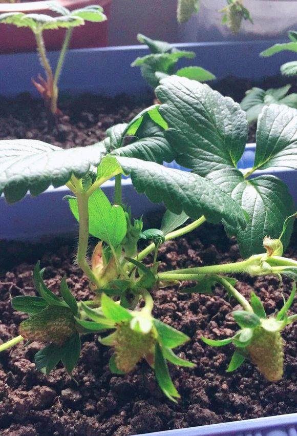 草莓种植方法盆栽