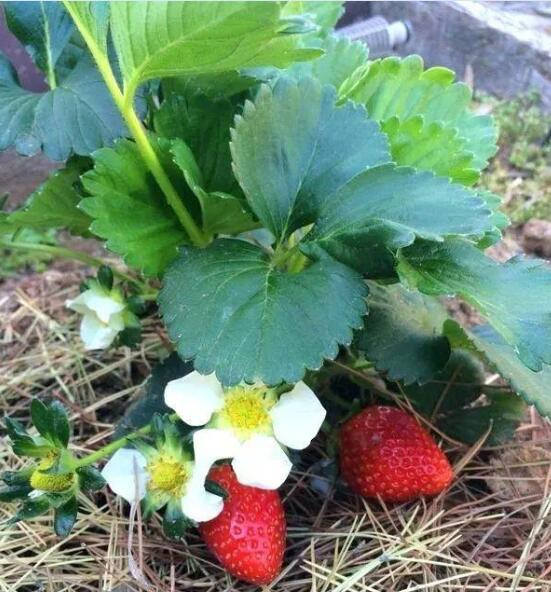 草莓种植方法盆栽