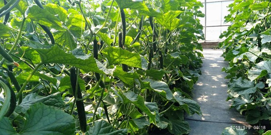 有机蔬菜种植技术