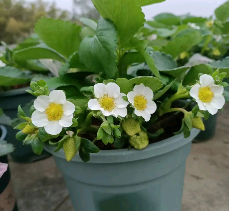 草莓种植方法盆栽