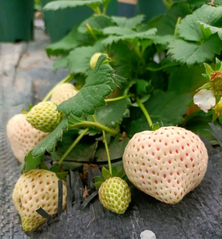 草莓种植方法盆栽