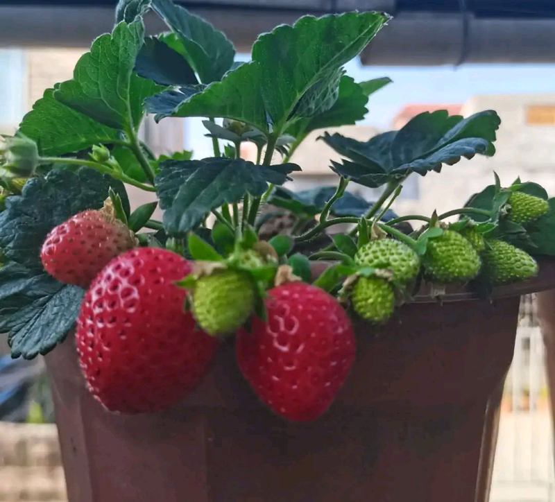 草莓种植方法盆栽