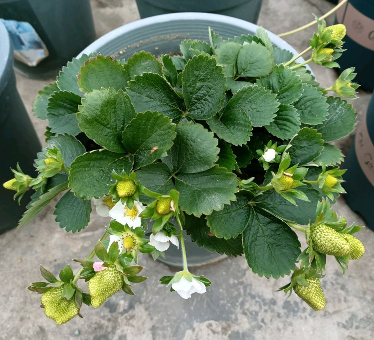 草莓种植方法盆栽