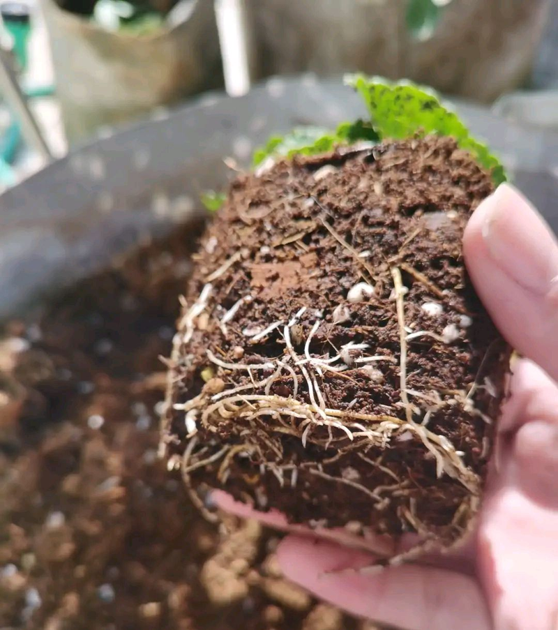 草莓种植方法盆栽