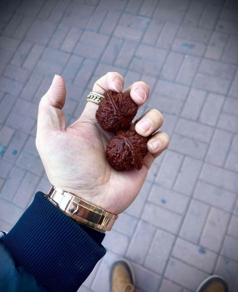 文玩核桃树苗种植方法